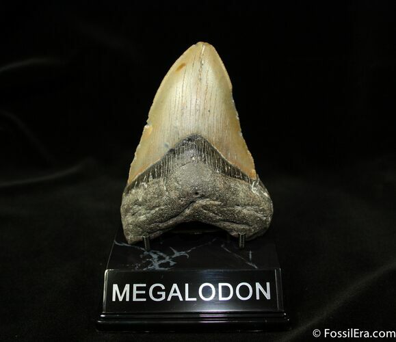 Facebook Contest Prize: / Megalodon Tooth #1179